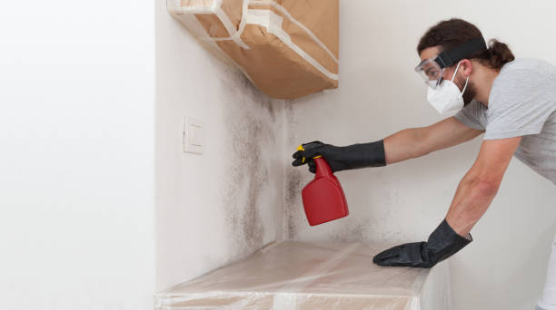 Professional Mold Inspection technician working in Walpole, MA