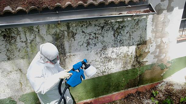 Trusted Attic Mold Removal service in Walpole, MA - Cheap Mold Removal
